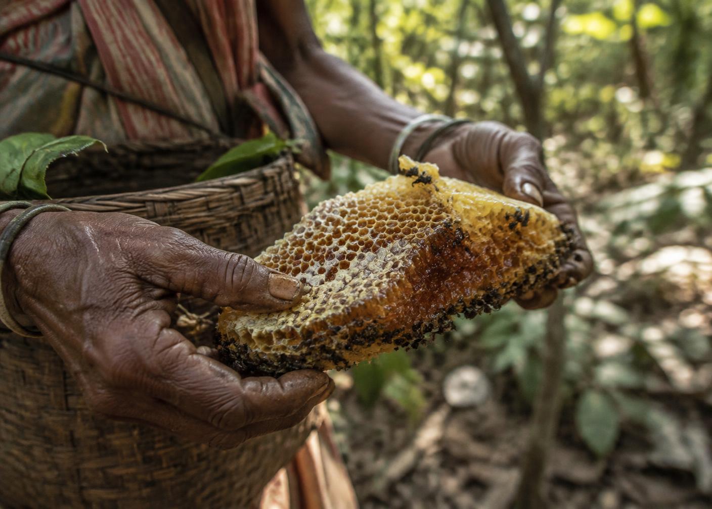 A forest gatherer holding fresh wild honeycomb