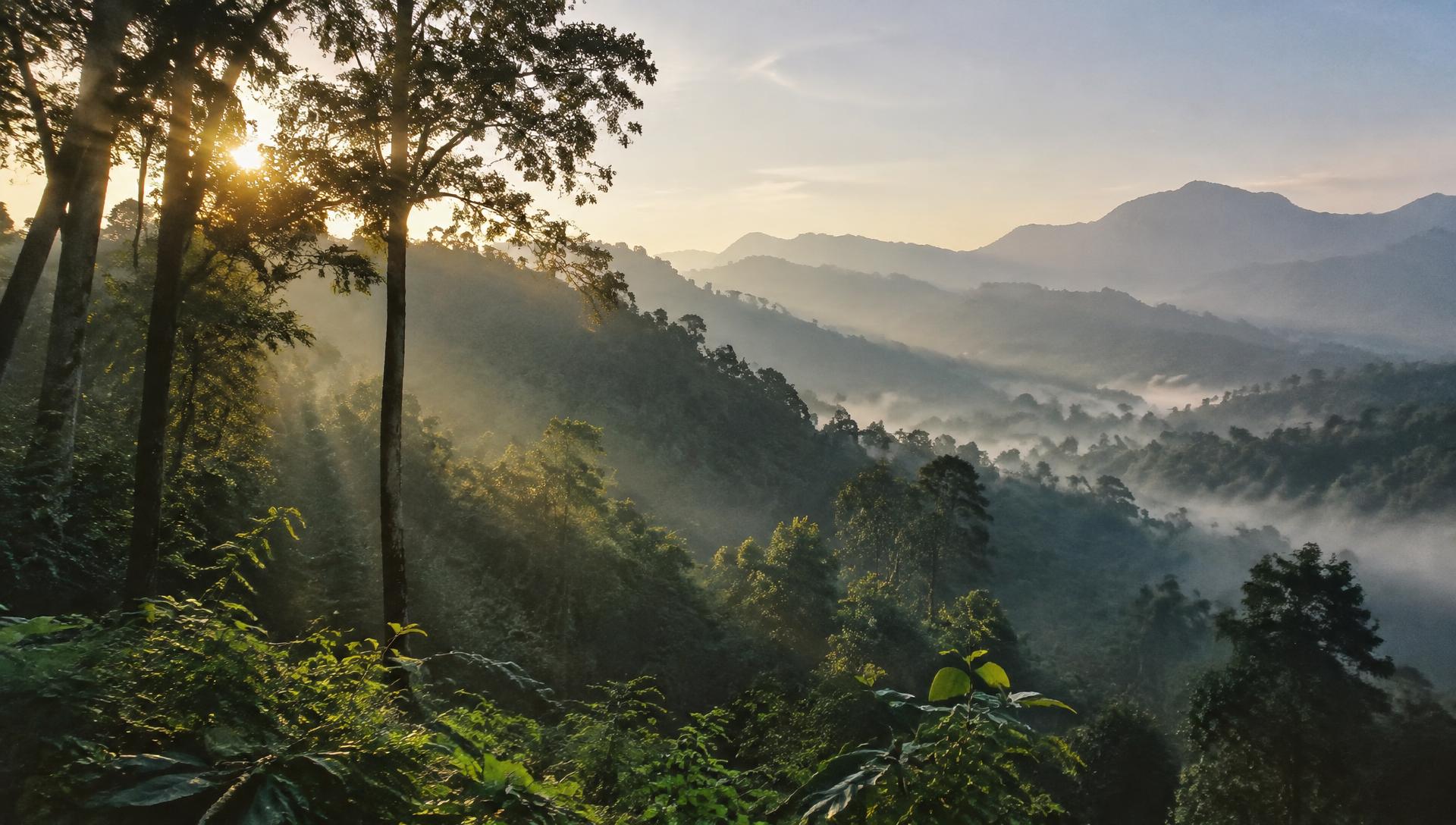 Misty Western Ghats forest at sunrise